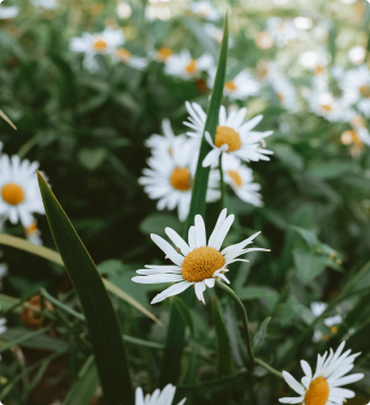 Daisy plants in field
